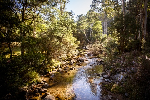 Australian natural environment bush with creek