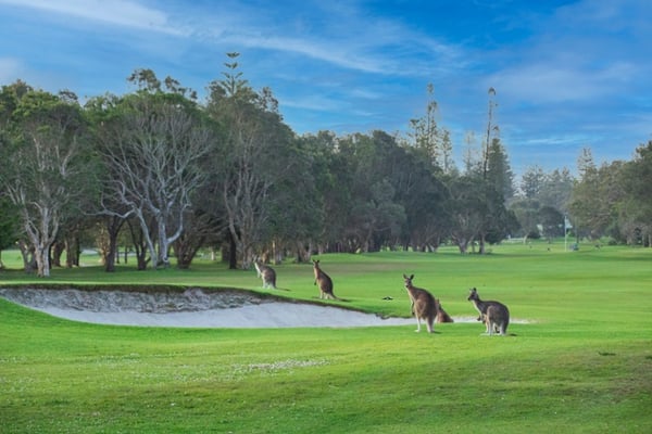 Kangaroos on golf course-1