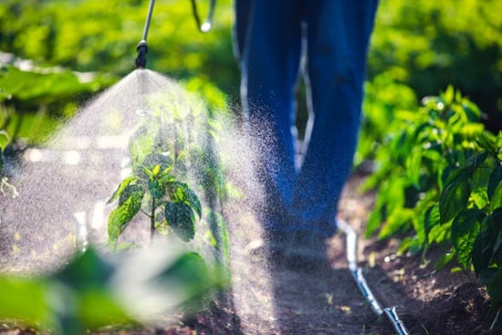 Worker spraying crops with pesticides by hand