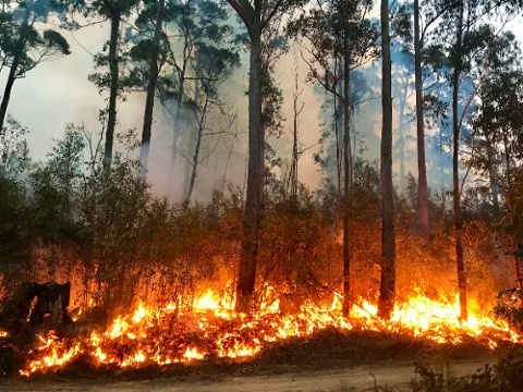 Australian bushfire