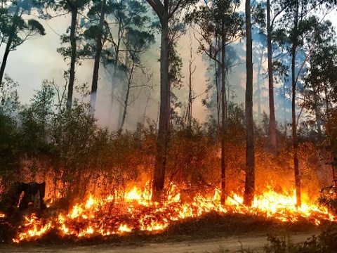 bushfires in Australia